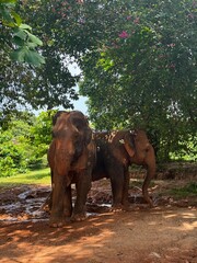 Elephants in Thailand 