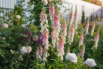 Group of blooming foxgloves in summer garden. Peachy apricot pink beige digitalis flowers grow on flowerbed by roses, peonies