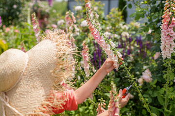 Gardener picking foxglove flowers cutting stems with pruner in summer garden. Digitalis in blossom. Peachy apricot pink blooms