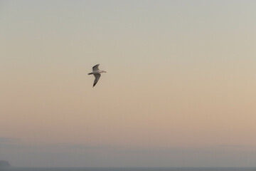 seagull soaring through a pastel sunset sky