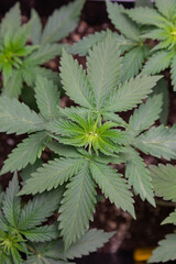 Top view of a healthy cannabis plant with vibrant green leaves and serrated edges, growing in soil. Early vegetative stage, commonly used for medical or recreational purposes.