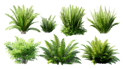 Collection of various ferns, isolated on transparent background.