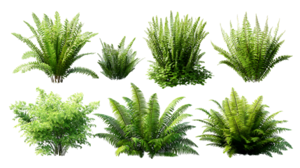 Collection of various ferns, isolated on transparent background.