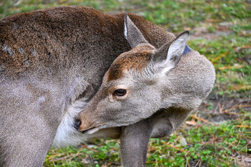 kangaroo in the zoo