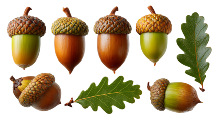 Collection of acorns and oak leaves.