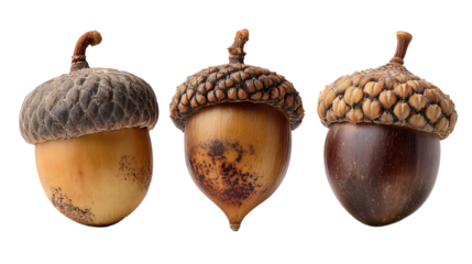 Three acorns of varying maturity stages.