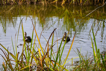 ducks in the pond