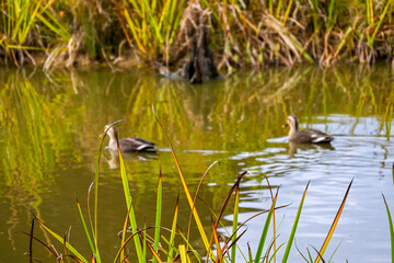 duck in the pond