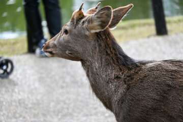 deer in the forest