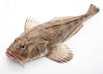 Monkfish ,fully visible and isolated on a clean white background