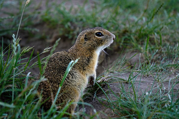 Ground squirrel close-up. Nature wildlife. Grass habitat. Outdoor animal.

