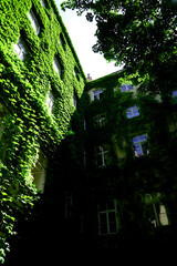 Obraz premium Green ivy leaves. Building facade detail. Bright sunlight glare. Clear blue sky. Lush plant coverage on architecture, natural light highlights leaves, modern urban greenery design.