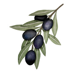 Black olives, watercolor illustration, branch of olives isolated on white background. Watercolor - vector 17.