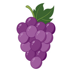 Grape vector design 