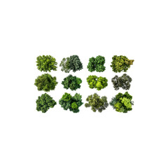  Diverse Trees Showcasing Various Shapes, Sizes, and Foliage Types Isolated on White Background