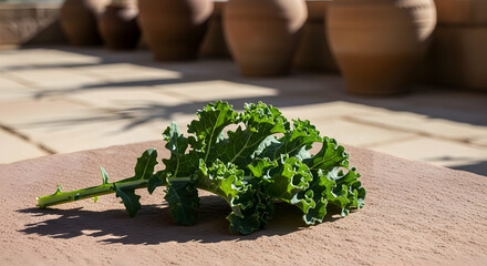 Curly Kale Displayed Against a Terracotta Tile Backdrop in Bright Sunlight