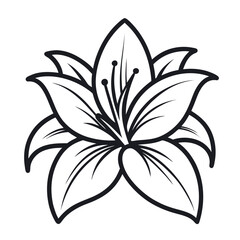 Lily flower illustration with white background