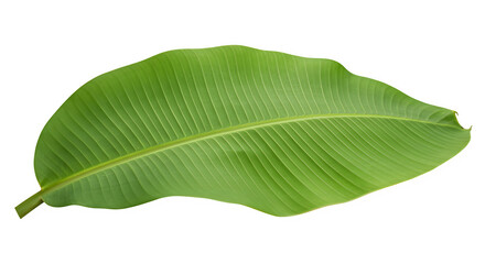 Fototapeta premium Tropical Green Banana Leaf with Natural Texture – Isolated on White or Transparent Background