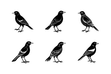 mynah bird silhouette art illustration