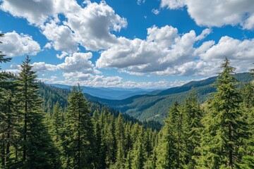 Fototapeta premium A blue sky with clouds serves as the backdrop for the view from Mount Revelstoke of a forest in British Columbia, Canada