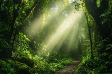 Puerto Rico is home to the El Yunque national forest, which boasts a beautiful jungle trail