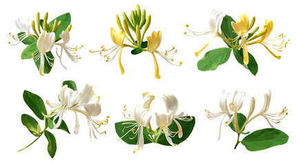 Collection of Honeysuckle flowers, various angles and colors.