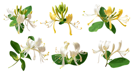 Collection of Honeysuckle flowers, various angles and colors.