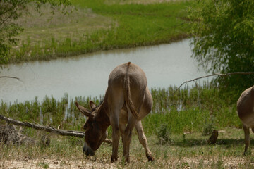 Mini donkey grazing on hot farm day.