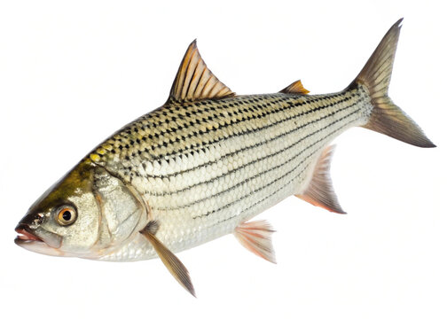 Tigerfish ,fully visible and isolated on a clean white background, PNG format.
