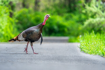 Wild turkey crossing road