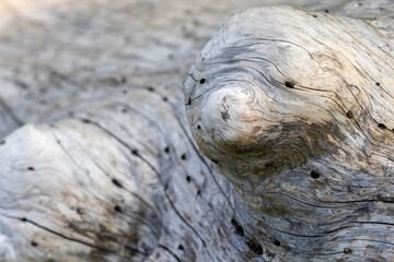 Wood texture closeup with insect holes background