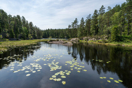 Seerosen auf dem Stora Tresticklan im Nationalpark Tresticklan, Schweden