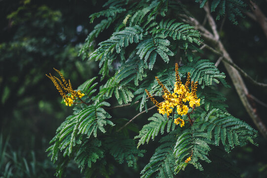 Yellow Flame Trees, Peltophorum pterocarpum
