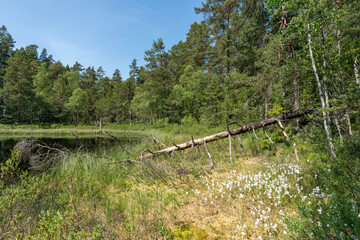 In der Wildnis des Nationalparks Tiveden, Schweden