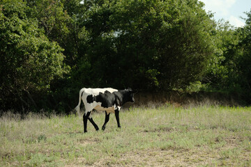 Young cow walking through Texas summer pasture, crossbred beef cattle concept.