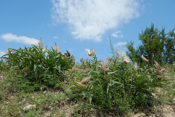 Antelope-horns milkweed plant with seed pods in Texas summer season landscape.
