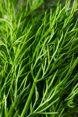 Raw Organic Green Dill Herb