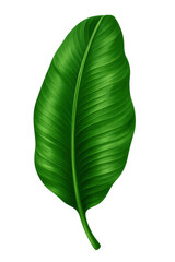 Fototapeta premium Glossy Vertical Banana Leaf with Detailed Vein Texture, Cutout Transparent PNG