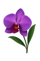 Obraz premium Purple Orchid Flower with Glossy Petals and Yellow-Red Labellum, Cutout Transparent PNG