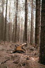 Tree, fallen pine branches in a forest