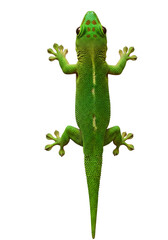 Realistic Gecko Climbing a Vertical Wall – Underside View Isolated on Transparent Background png