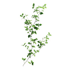 green plant isolated on white background