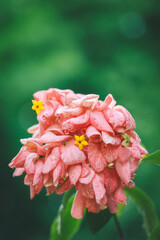 Ashanti blood, red flag bush, tropical dogwood