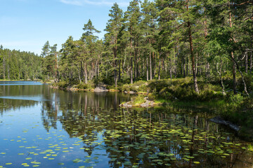 Seerosen auf dem Lilla Trsticklan im Nationalpark Tresticklan, Schweden