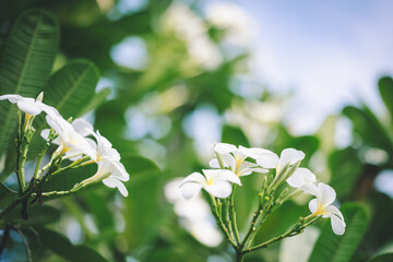 white Frangipani in spring