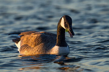 canada goose swimming