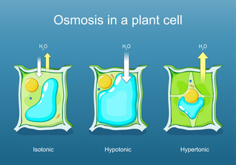 osmosis in a plant cell