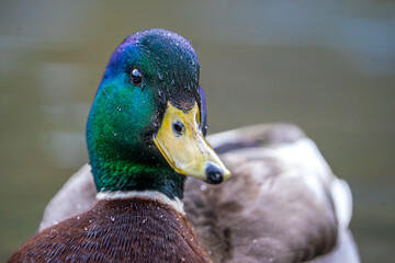 close up of a duck