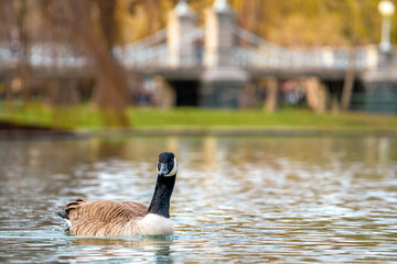 canada goose on the lake