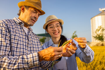  Thai Woman and Senior Man Farmer Inspecting Wheat Quality in Golden Field